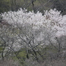 箕面の桜８