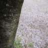 箕面の桜10