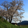 田舎の春