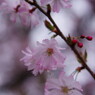 春爛漫MT011066-r