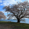 湖畔の桜