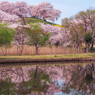 桜色に染まれ