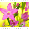 花切手＜2014-48＞＊サザンクロス