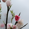 桜 (2) 15.04.11