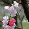 桜　(3) 15.04.11