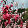 桜 (4) 15.04.11