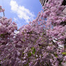 しだれ桜　１