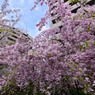 しだれ桜　２