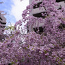 しだれ桜　３