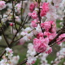 桜 (6) 15.04.11