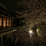 木屋町夜桜