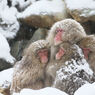 Snowy Family