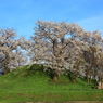 古墳塚の桜②