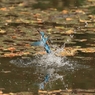 離水　3