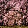 桜嵐
