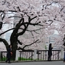 spring for tokyoites