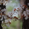 桜花-2