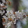 桜花-3