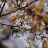 桜花-4