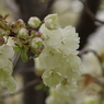 桜花-5