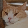 つぶれネコ