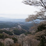 吉野　桜