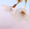 淡麗桜