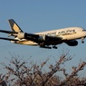 着陸 SINGAPORE A380-841