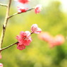 梅はうめえ