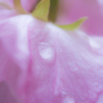 造幣局桜の通り抜け.vol2