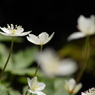 二輪草-3