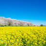 幸手権現堂堤桜