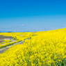 巴波川菜の花堤