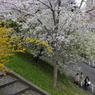 外堀の桜
