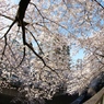 桜フィルターの青空