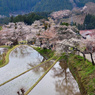 三多気の桜