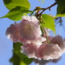 桜いろいろー６