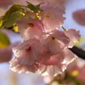 桜いろいろー７