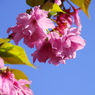 桜いろいろー８
