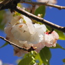 桜いろいろー１０