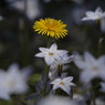 野の花