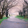 雨の公園