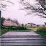 雨の公園4
