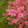 花と緑