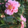 椿