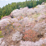 YOSHINO_SPRING
