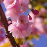 桜いろいろー１２