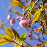 桜いろいろー１６