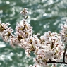 桜花清流