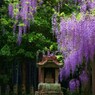 観音堂のフジ